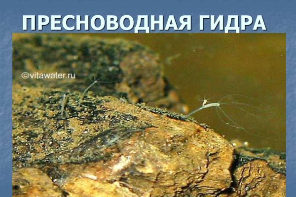 Ссылка на кракен свежая