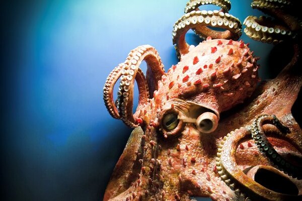 Kraken 13 at