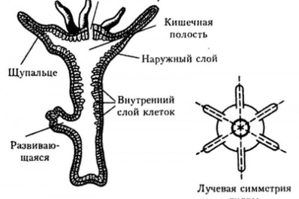 Даркнет сайт скачать